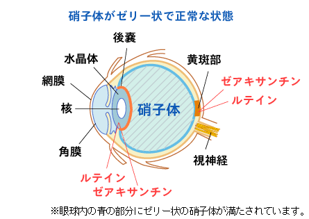 眼球内の硝子体
